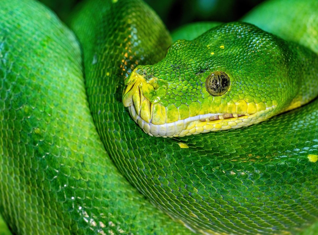 python data science projects
