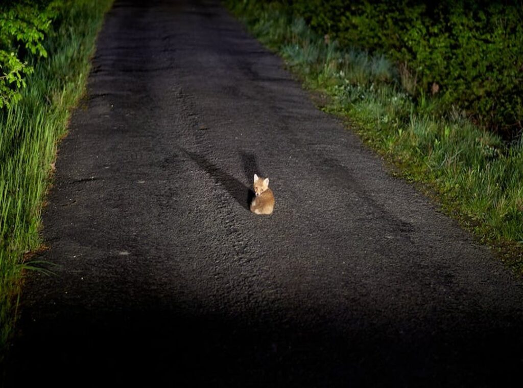 zorro mirando zapato