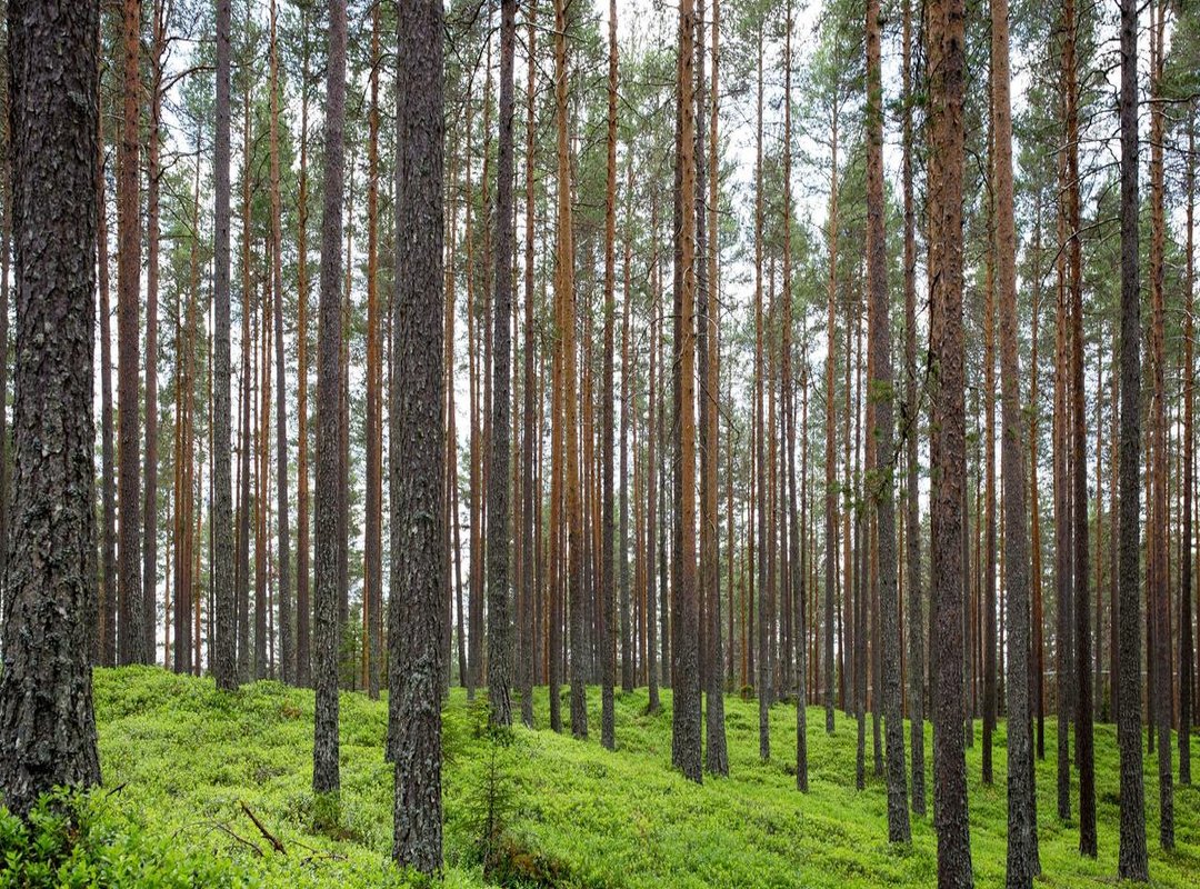 Price Check: Eneba vs. Steam for My Summer Car